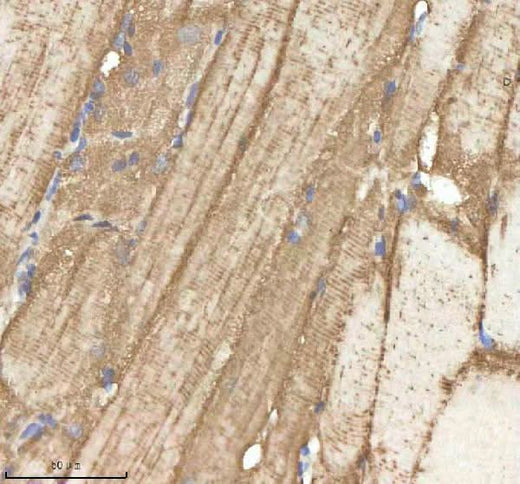 Anti-Zebrafish NPEPPS Antibody Boster Bio