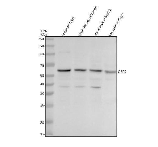 Anti-Zebrafish G6PD Antibody Picoband® Boster Bio