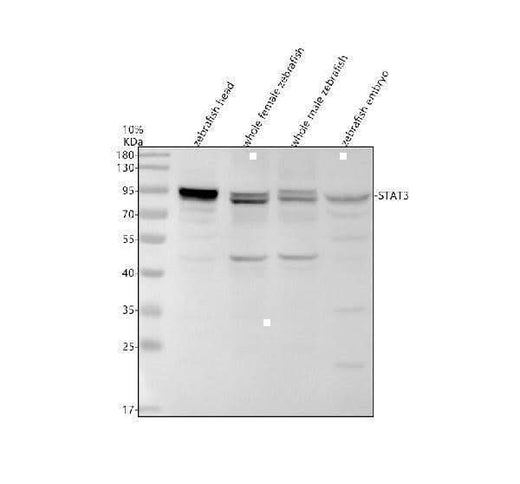Anti-Zebrafish STAT3 Antibody Picoband® Boster Bio