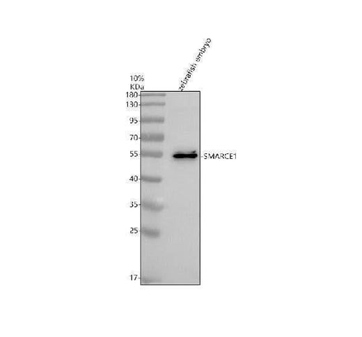 Anti-Zebrafish SMARCE1 Antibody Picoband® Boster Bio
