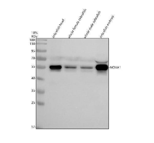 Anti-Zebrafish NOVA1 Antibody Picoband® Boster Bio