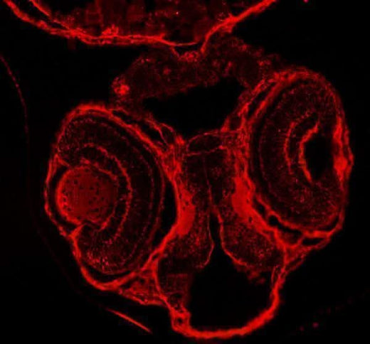 Anti-Zebrafish DNM1a/b Antibody Boster Bio