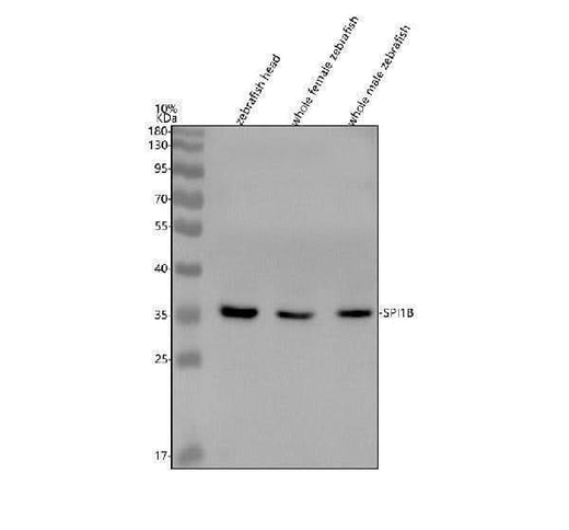 Anti-Zebrafish SPI1B Antibody Picoband® Boster Bio