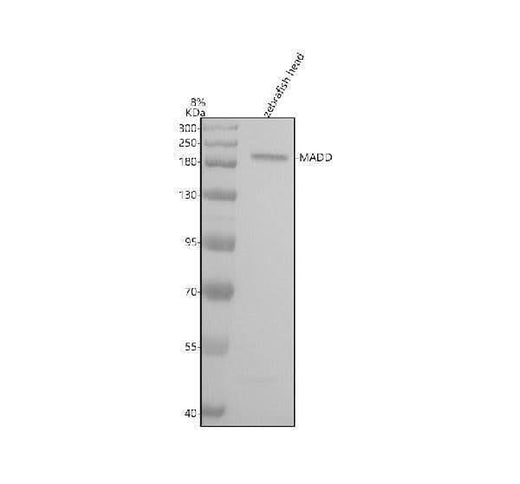 Anti-Zebrafish MADD Antibody Picoband® Boster Bio
