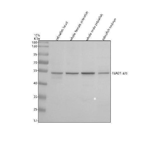 Anti-Zebrafish TEAD1a/b Antibody Picoband® Boster Bio