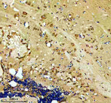 Anti-Zebrafish HOOK3 Antibody Boster Bio