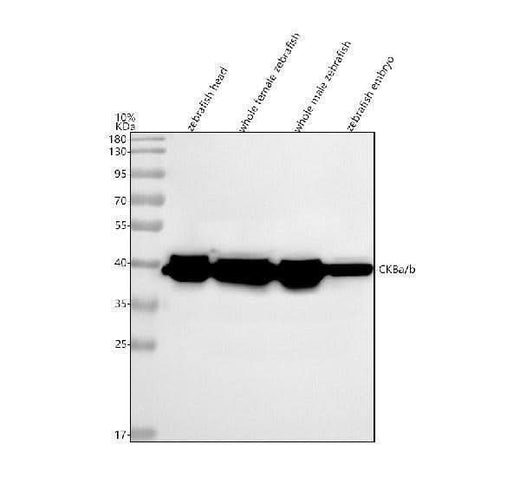 Anti-Zebrafish CKBa/b Antibody Picoband® Boster Bio