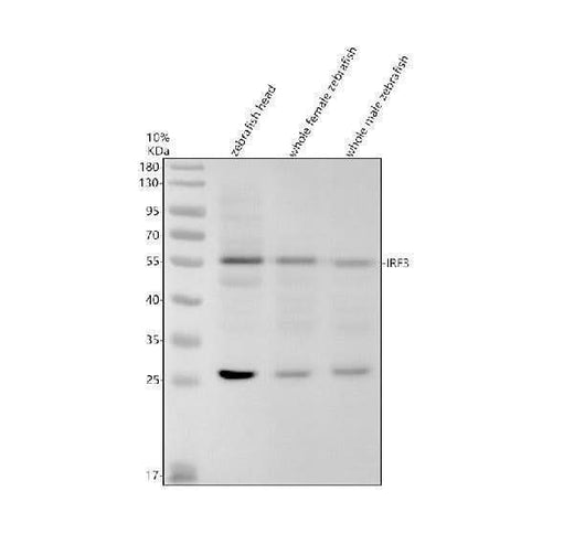 Anti-Zebrafish IRF3 Antibody Picoband® Boster Bio