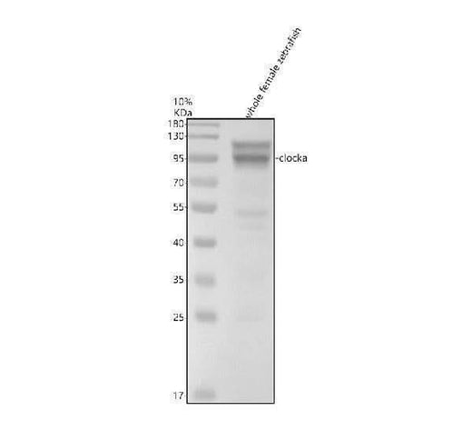 Anti-Zebrafish CLOCKA Antibody Picoband® Boster Bio