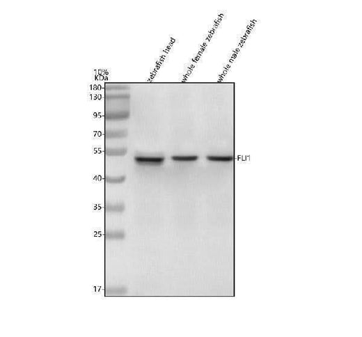 Anti-Zebrafish FLI1 Antibody Picoband® Boster Bio