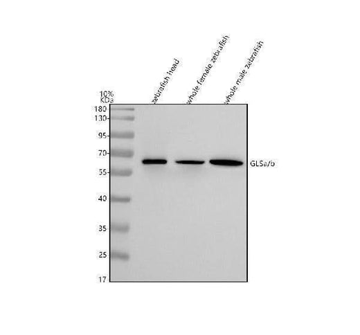 Anti-Zebrafish GLSa/b Antibody Picoband® Boster Bio