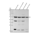 Anti-Zebrafish GSR Antibody Picoband® Boster Bio