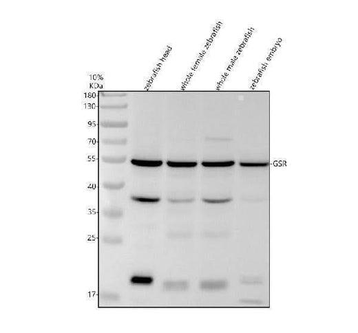 Anti-Zebrafish GSR Antibody Picoband® Boster Bio