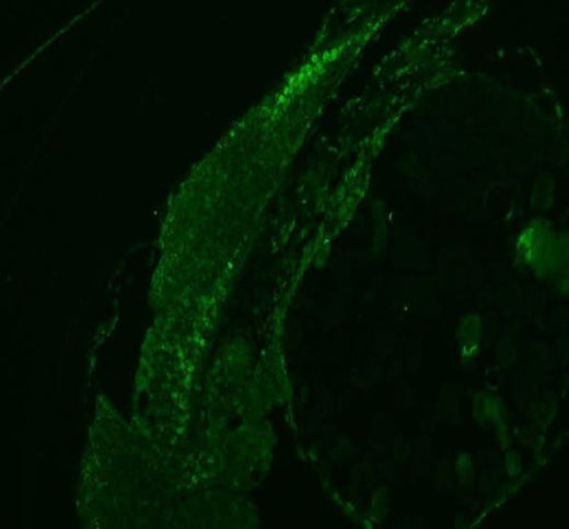 Anti-Zebrafish HNRNPD Antibody Picoband® Boster Bio