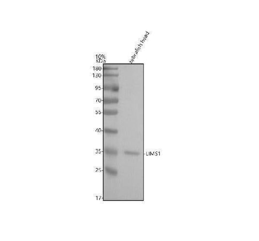 Anti-Zebrafish LIMS1 Antibody Picoband® Boster Bio