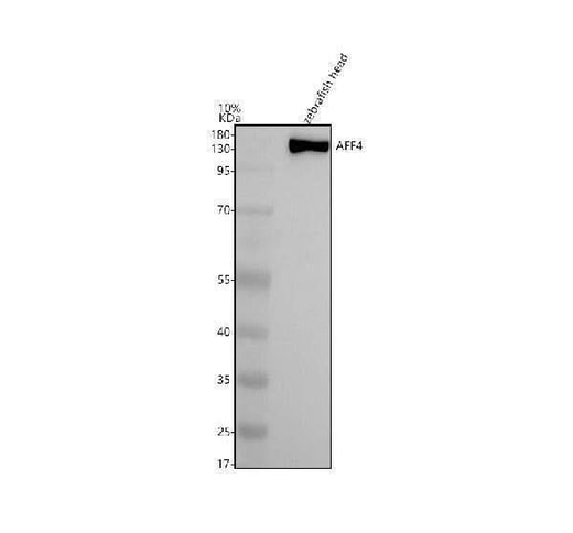 Anti-Zebrafish AFF4 Antibody Picoband® Boster Bio