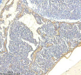 Anti-Zebrafish TTN Antibody Boster Bio