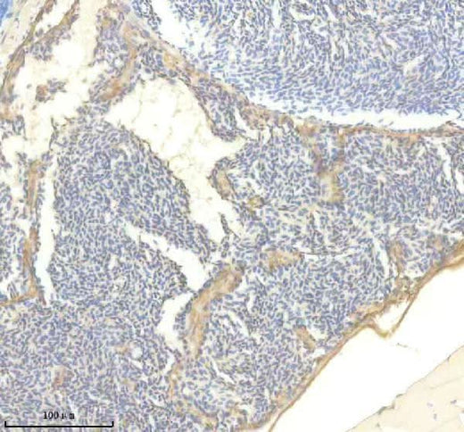 Anti-Zebrafish TTN Antibody Boster Bio
