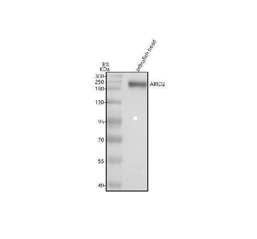 Anti-Zebrafish ARID2 Antibody Picoband® Boster Bio