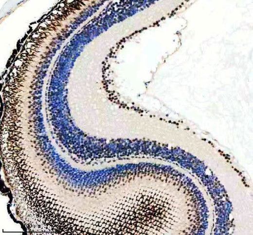 Anti-Zebrafish CROP/LUC7L3 Antibody Boster Bio