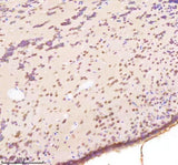 Anti-Zebrafish BAP1 Antibody Boster Bio