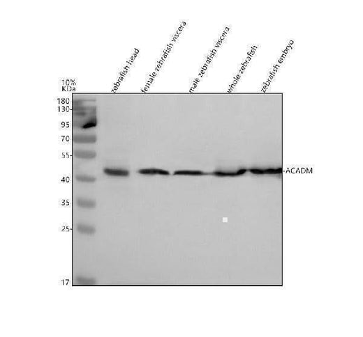 Anti-Zebrafish ACADM Antibody Picoband® Boster Bio
