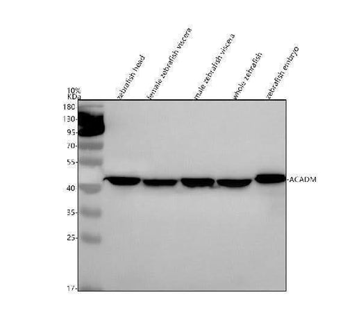 Anti-Zebrafish ACADM Antibody Picoband® Boster Bio