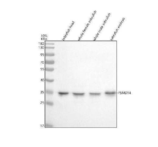 Anti-Zebrafish POH1/PSMD14 Antibody Picoband® Boster Bio