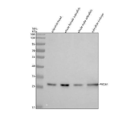 Anti-Zebrafish PRDX4 Antibody Picoband® Boster Bio