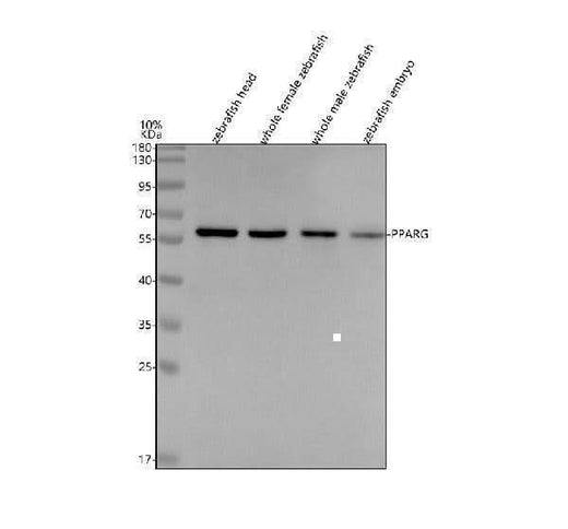 Anti-Zebrafish PPAR Gamma/PPARG Antibody Picoband® Boster Bio