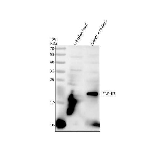 Anti-Zebrafish IFNPHI3 Antibody Picoband® Boster Bio