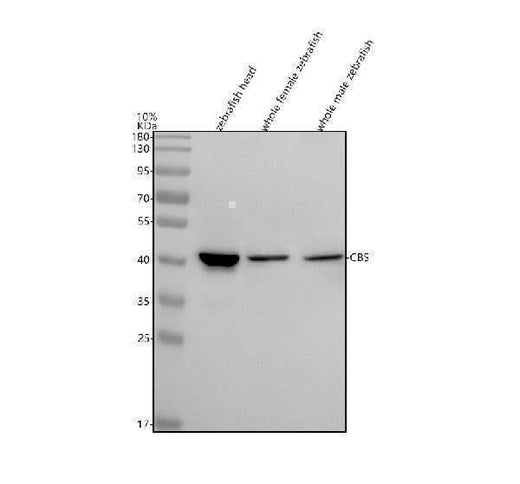Anti-Zebrafish CBS Antibody Picoband® Boster Bio