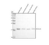 Anti-Zebrafish NCALDa/b Antibody Picoband® Boster Bio