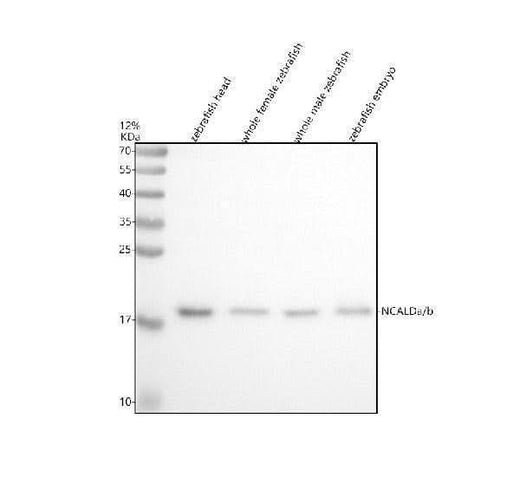 Anti-Zebrafish NCALDa/b Antibody Picoband® Boster Bio