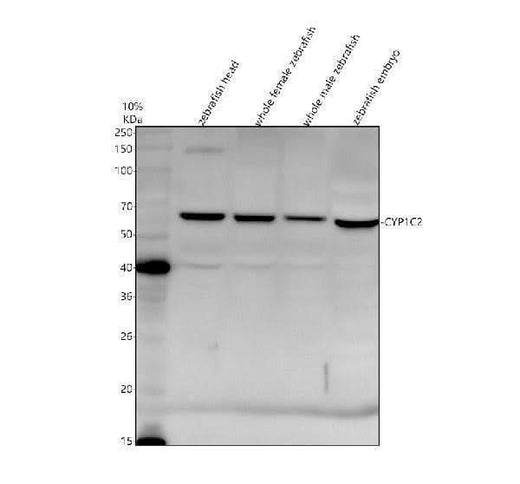 Anti-Zebrafish CYP1C2 Antibody Picoband® Boster Bio
