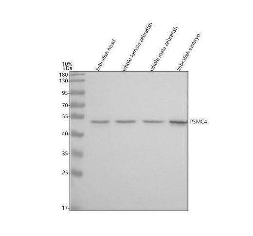 Anti-Zebrafish PSMC4 Antibody Picoband® Boster Bio