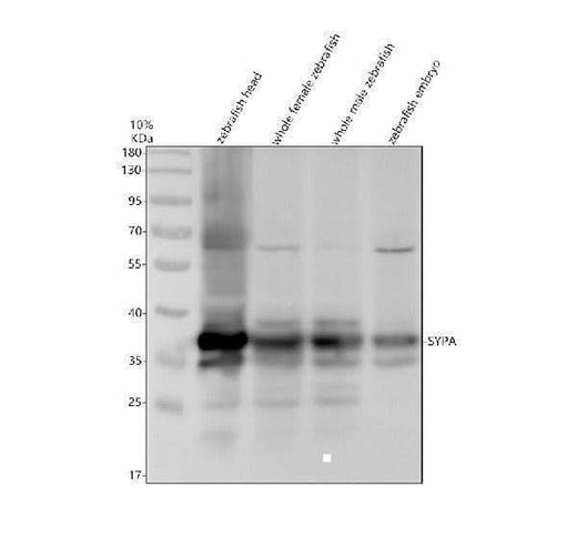 Anti-Zebrafish SYPA Antibody Picoband® Boster Bio