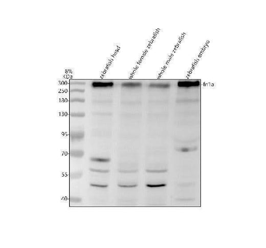 Anti-Zebrafish FN1A Antibody Picoband® Boster Bio