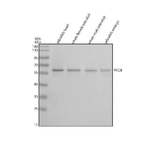 Anti-Zebrafish PCCB Antibody Picoband® Boster Bio