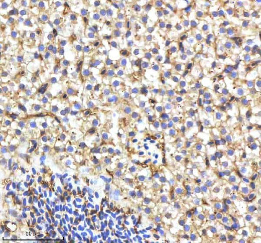 Anti-Zebrafish CYP17A1 Antibody Boster Bio