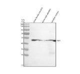 Anti-Zebrafish YBX1 Antibody Picoband® Boster Bio