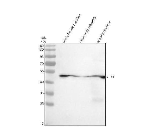 Anti-Zebrafish YBX1 Antibody Picoband® Boster Bio