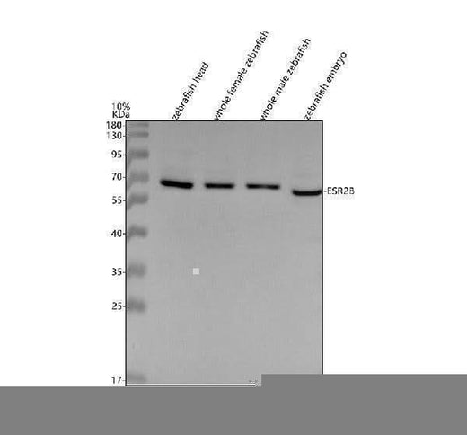 Anti-Zebrafish ESR2B Antibody Picoband® Boster Bio