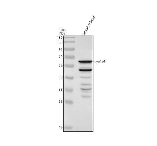 Anti-Zebrafish CYP1B1 Antibody Picoband® Boster Bio