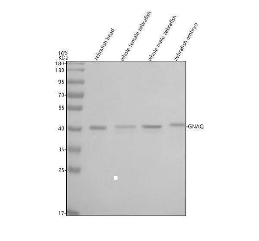 Anti-Zebrafish GNAQ Antibody Picoband® Boster Bio