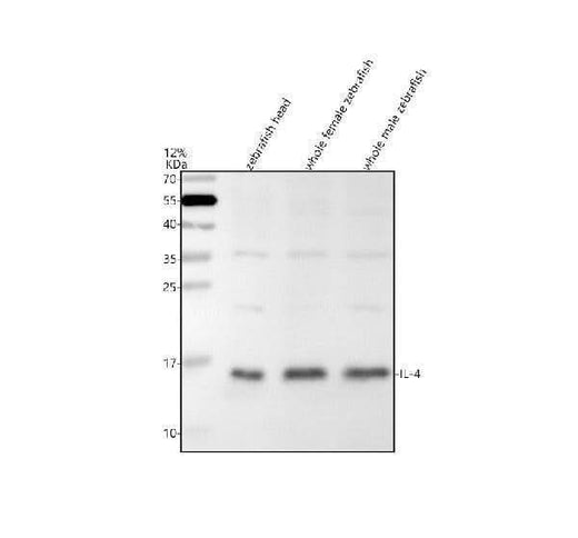 Anti-Zebrafish IL4 Antibody Picoband® Boster Bio