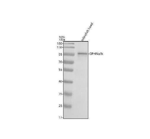 Anti-Zebrafish GPHNa/b Antibody Picoband® Boster Bio