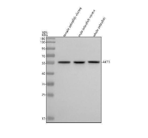 Anti-Zebrafish AKT3 Antibody Picoband® Boster Bio