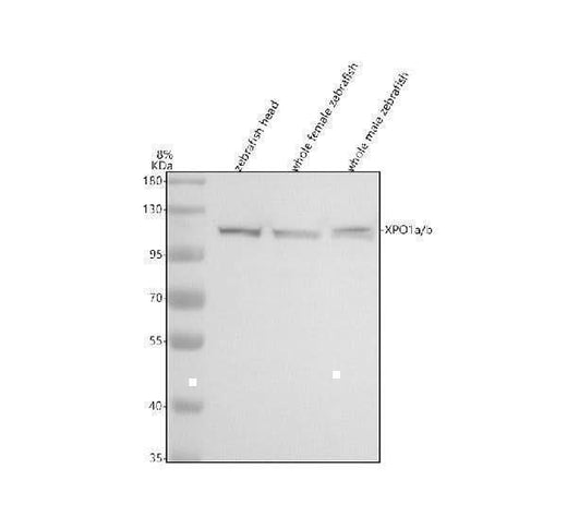 Anti-Zebrafish XPO1A/B Antibody Picoband® Boster Bio