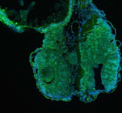Anti-Zebrafish Kinase p110 Beta/PIK3CB Antibody Boster Bio